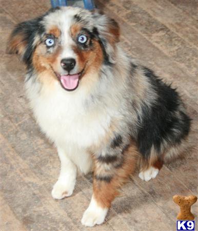 Miniature Australian Shepherd